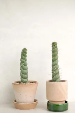 PLANT Eulychnia Castanea spiralis Clearance