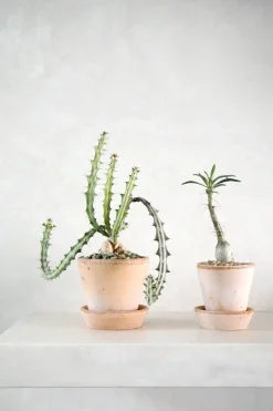 PLANT Euphorbia Knuthii Best