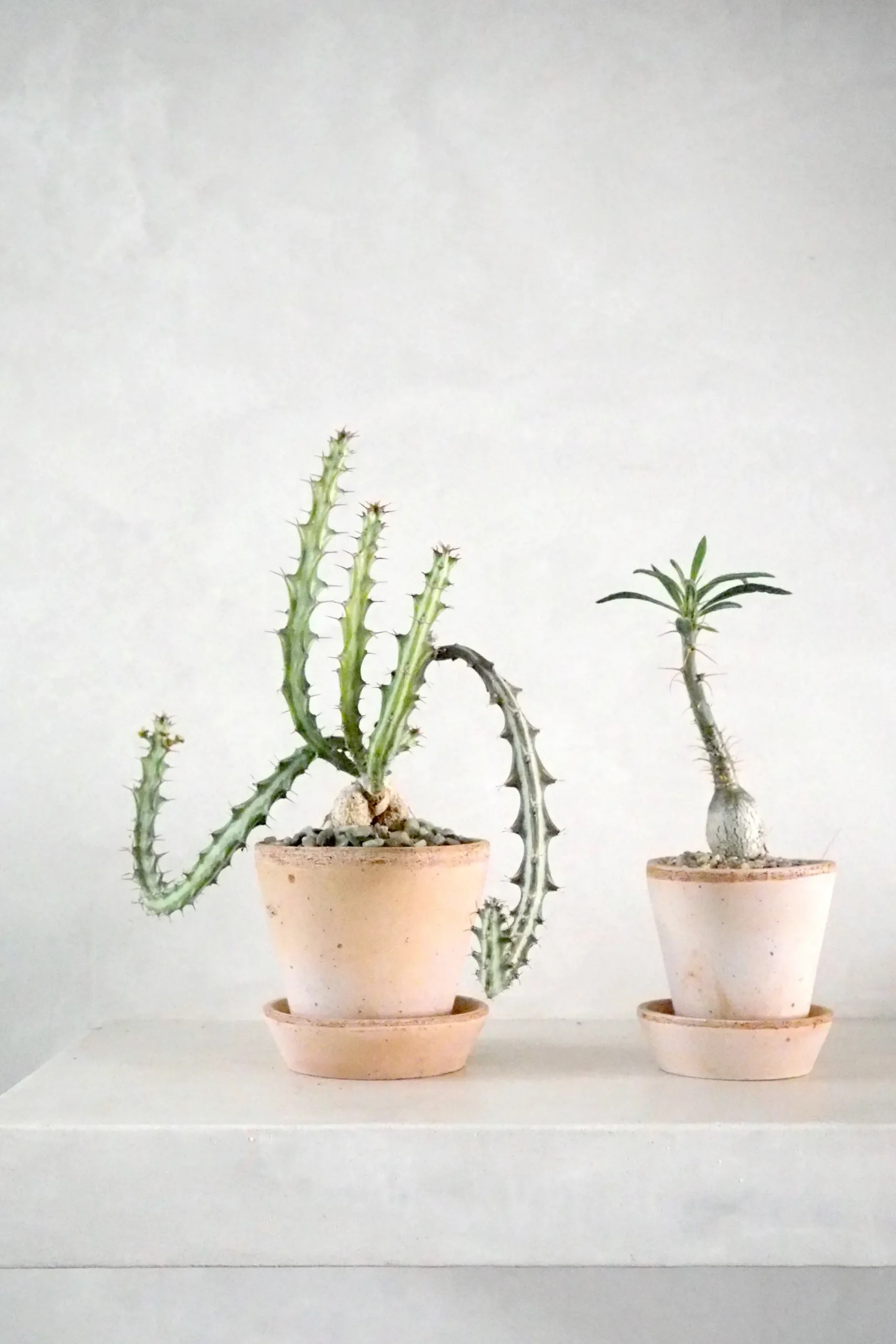 PLANT Euphorbia Knuthii Best