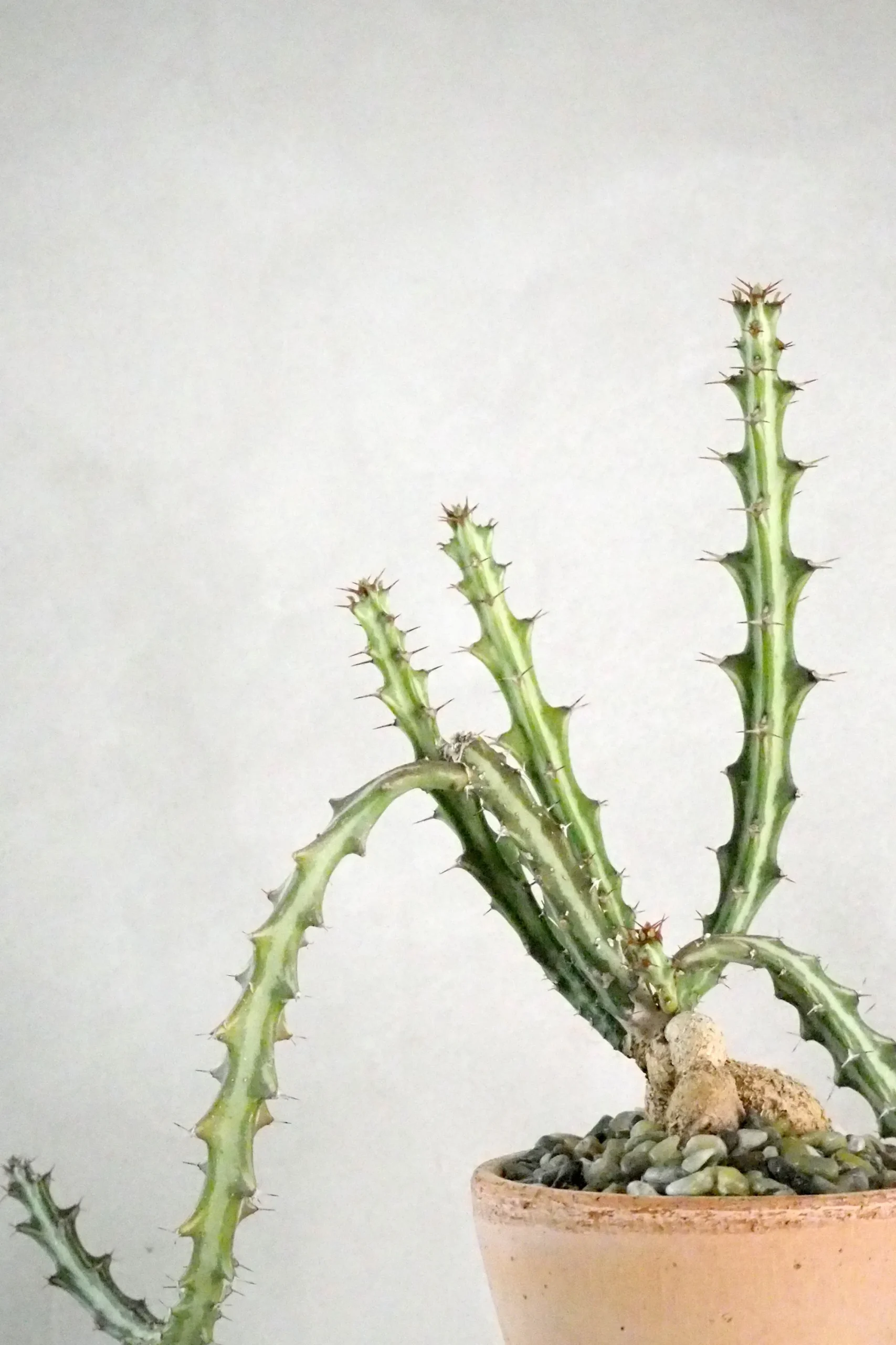PLANT Euphorbia Knuthii Best