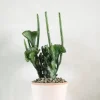 PLANT Euphorbia Leucodendron