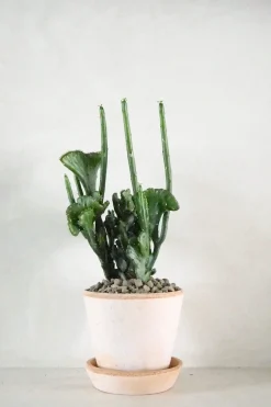 PLANT Euphorbia Leucodendron