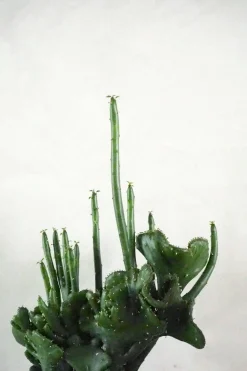 PLANT Euphorbia Leucodendron