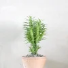 PLANT Euphorbia Loricata New