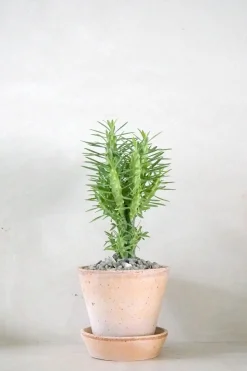 PLANT Euphorbia Loricata New