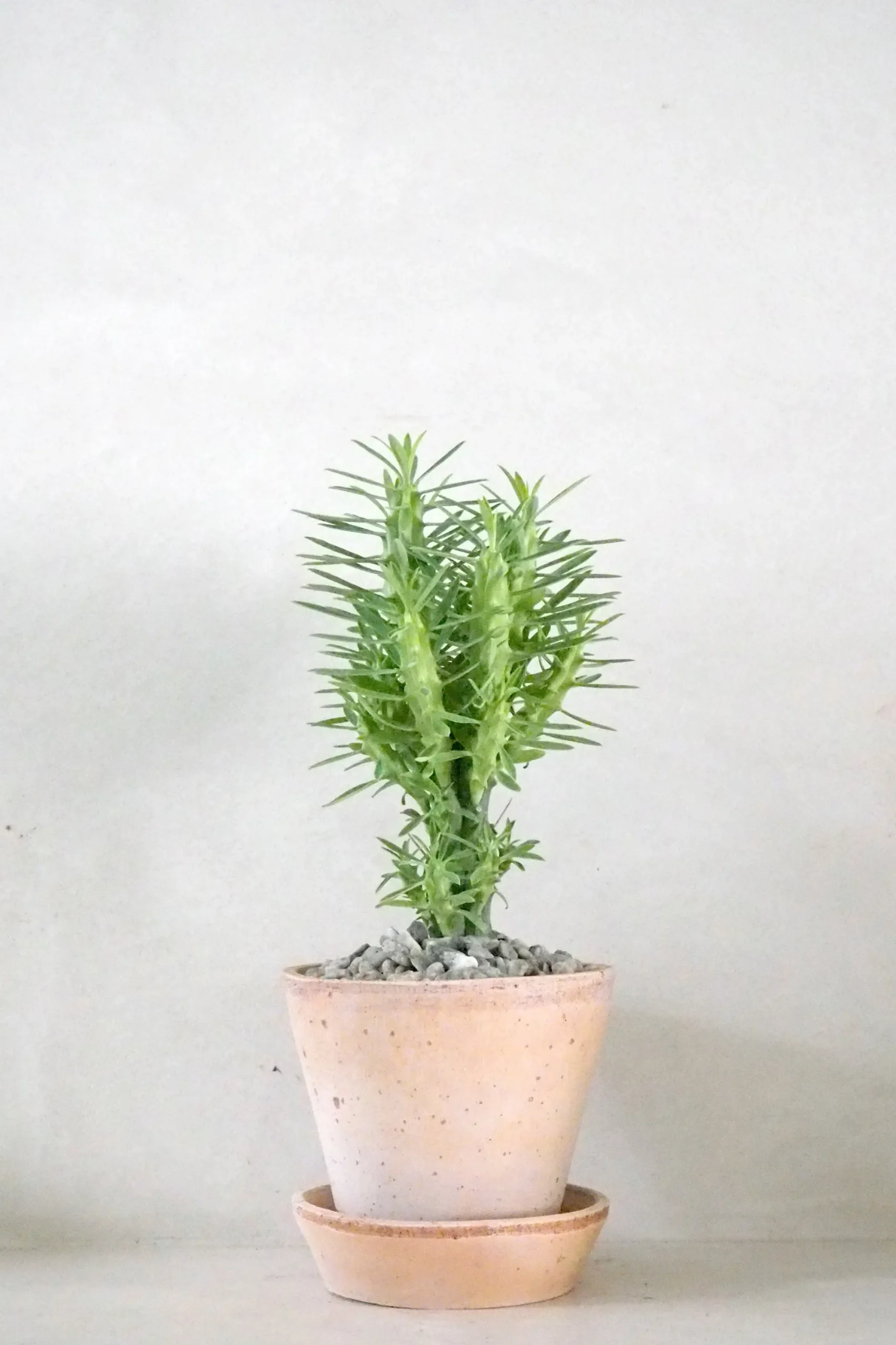 PLANT Euphorbia Loricata New