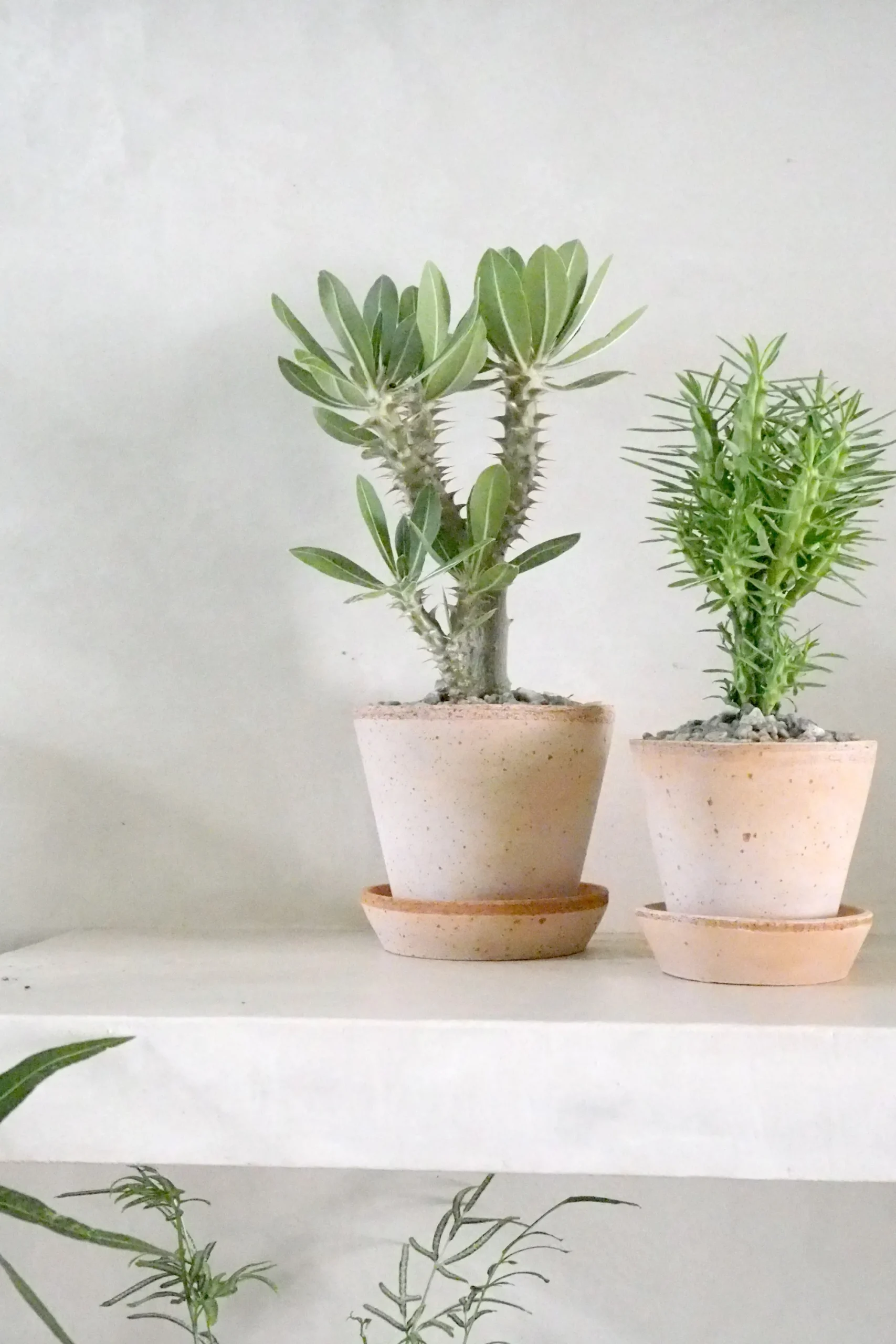 PLANT Euphorbia Loricata New