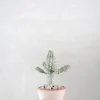 PLANT Euphorbia mammillaris, variegata