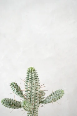 PLANT Euphorbia mammillaris, variegata