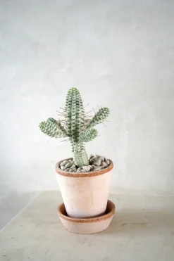 PLANT Euphorbia mammillaris, variegata