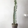 PLANT Euphorbia variegated Hot