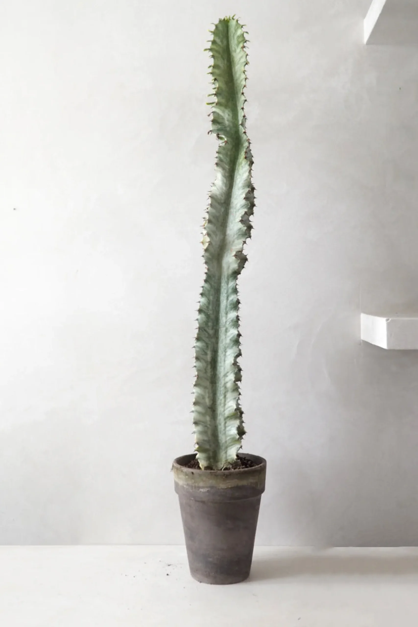 PLANT Euphorbia variegated Hot