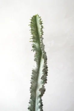 PLANT Euphorbia variegated Hot