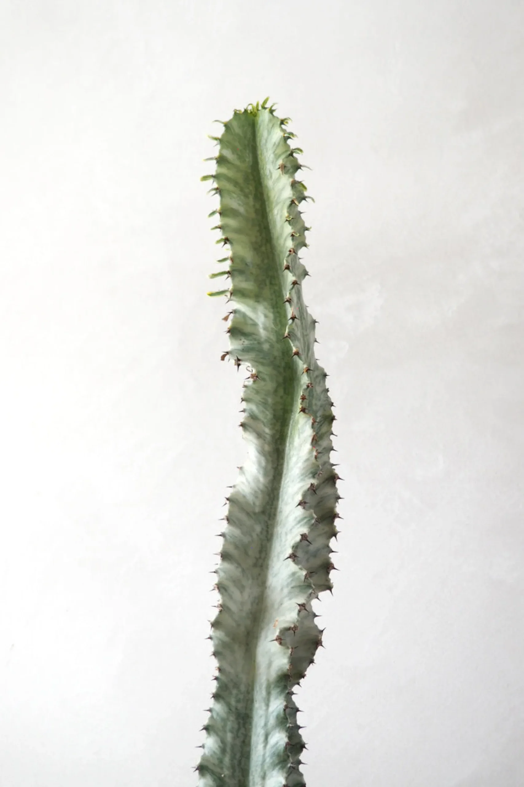 PLANT Euphorbia variegated Hot