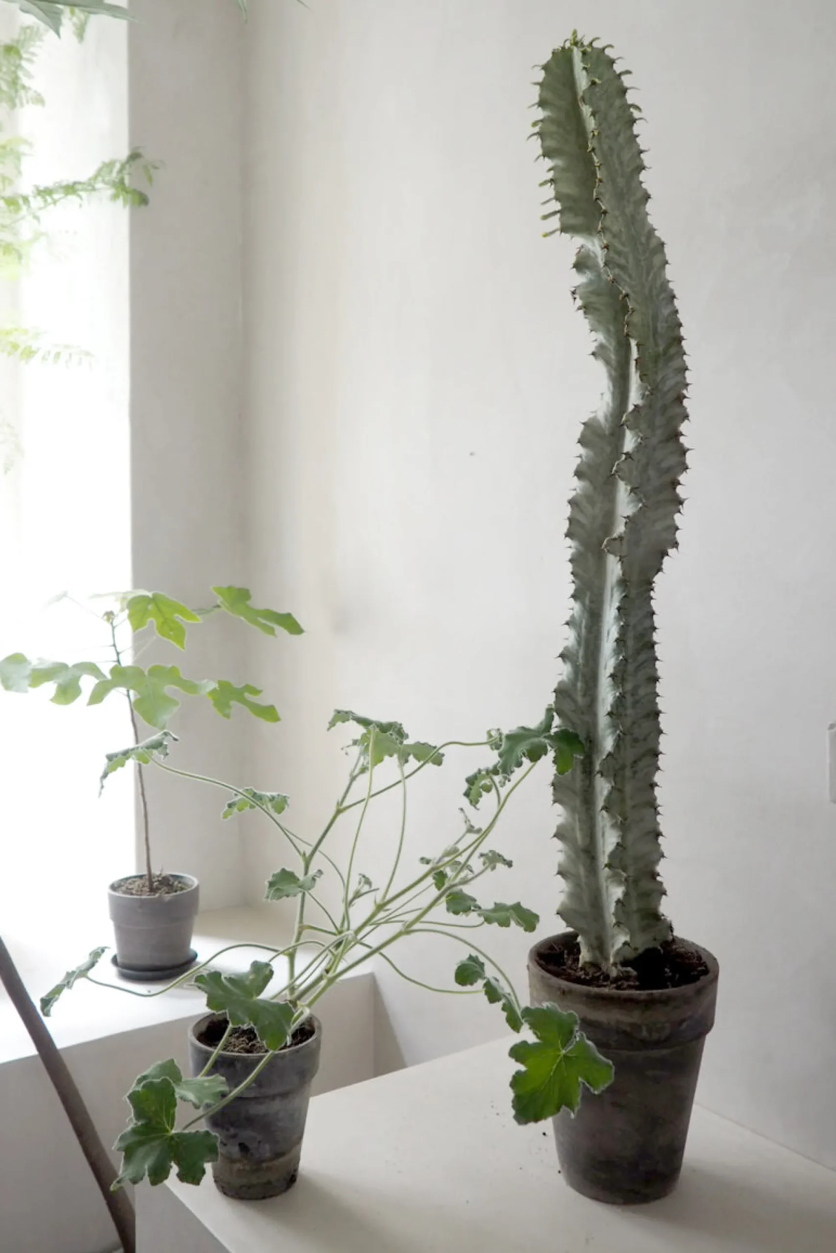 PLANT Euphorbia variegated Hot