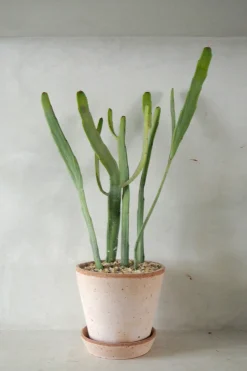 PLANT Euphorbia Xylophyloides Online
