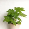 PLANT Fatsia japonica