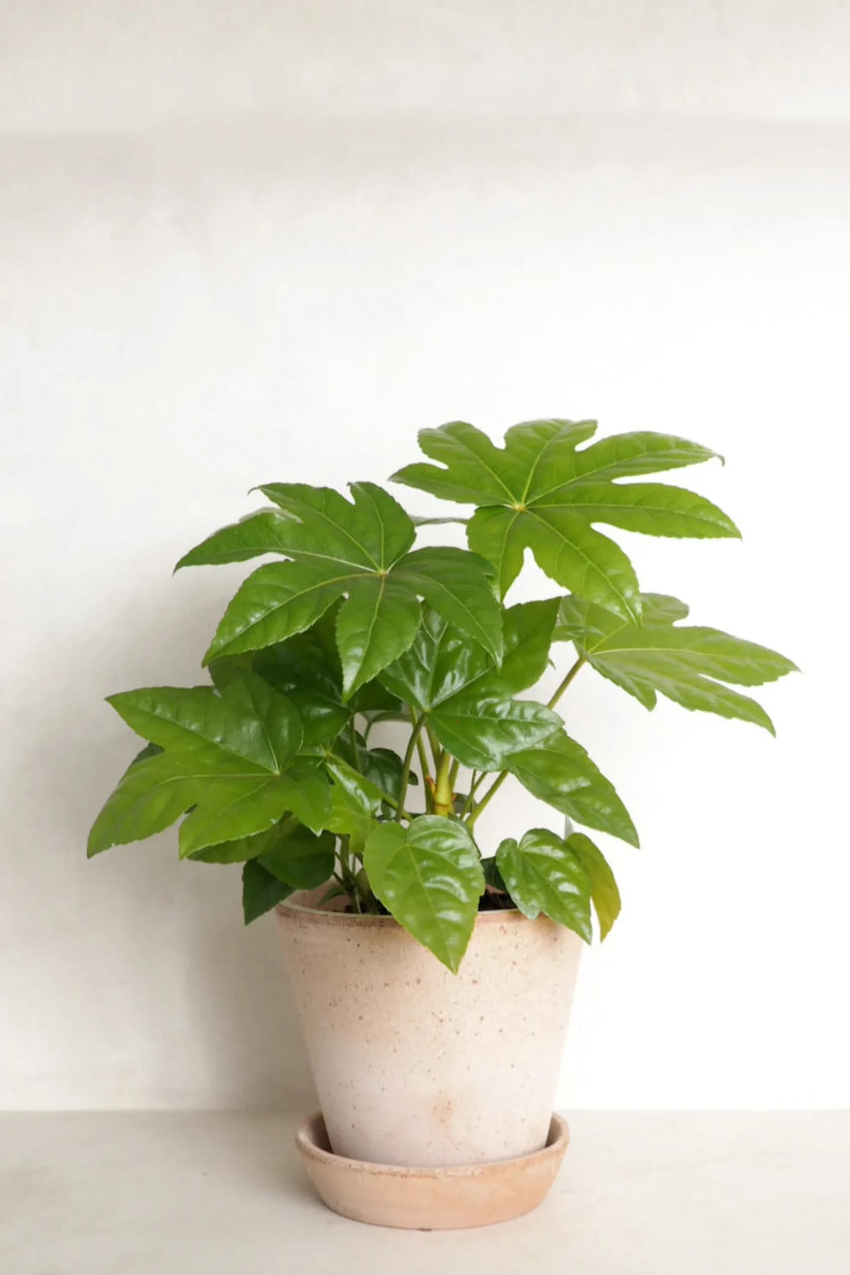 PLANT Fatsia japonica