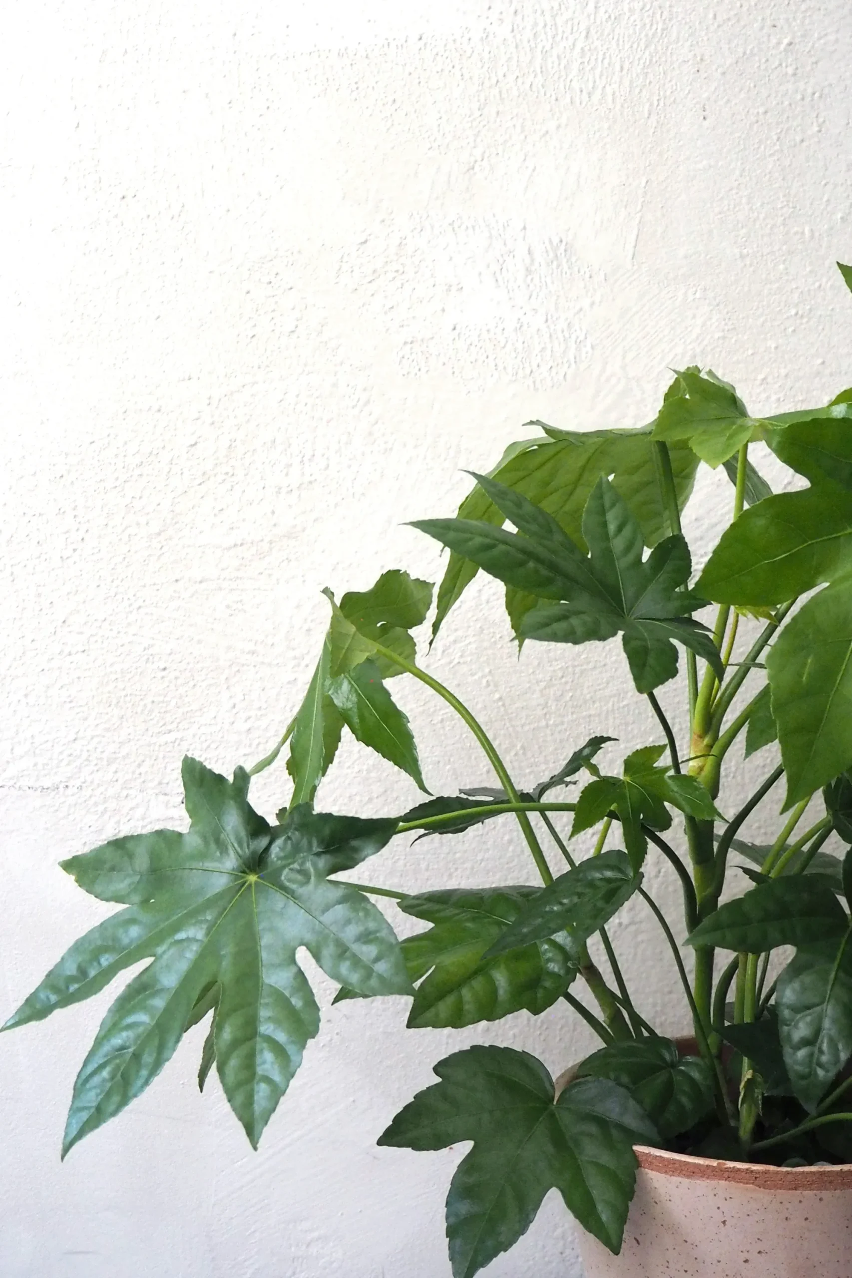 PLANT Fatsia japonica, stor Best