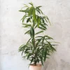 PLANT Ficus amstel king Hot