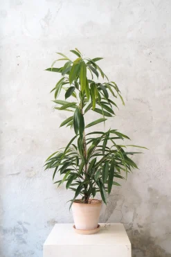 PLANT Ficus amstel king Hot