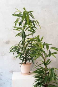 PLANT Ficus amstel king Hot