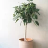 PLANT Ficus Audrey, stor Hot