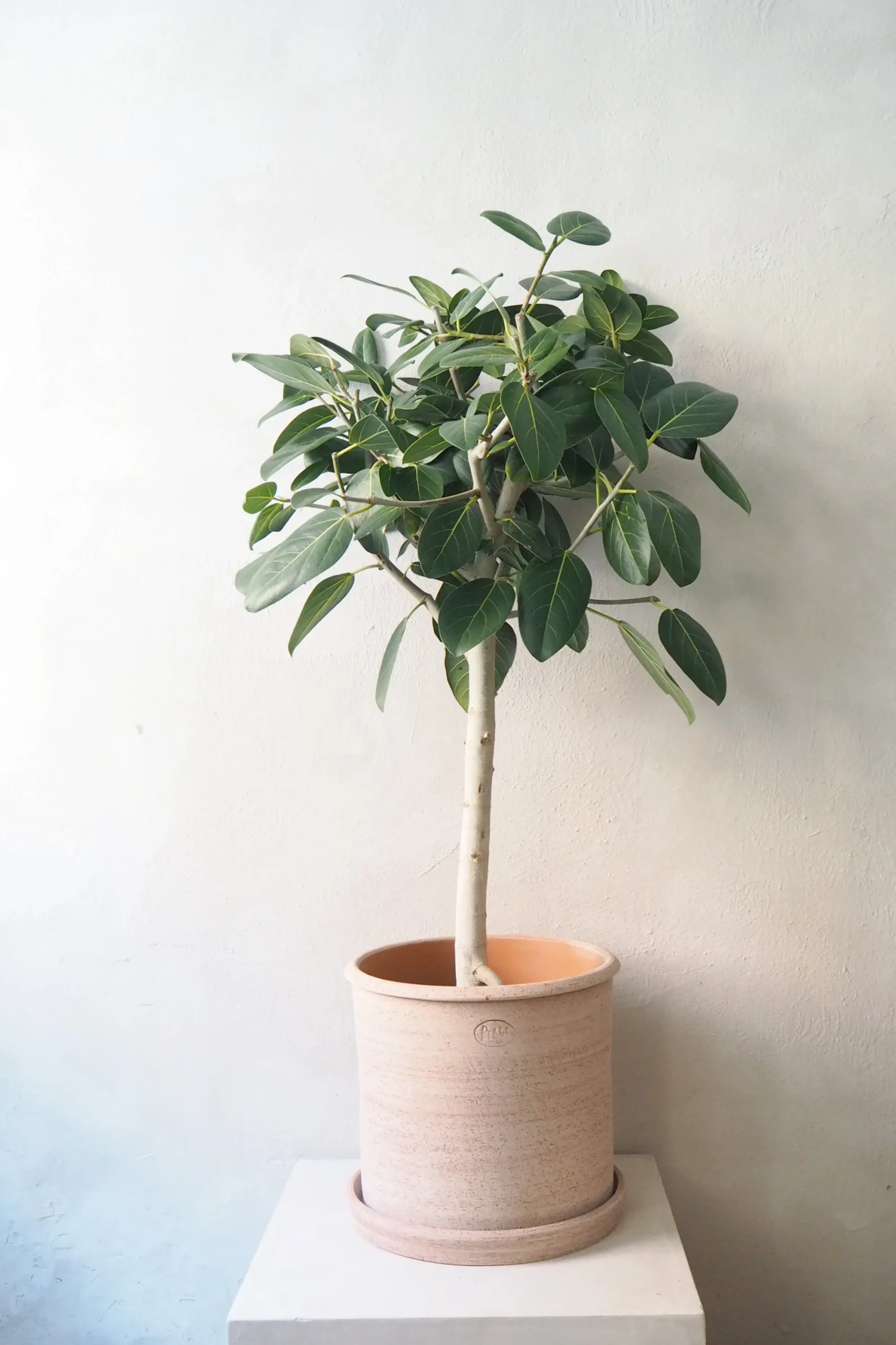 PLANT Ficus Audrey, stor Hot