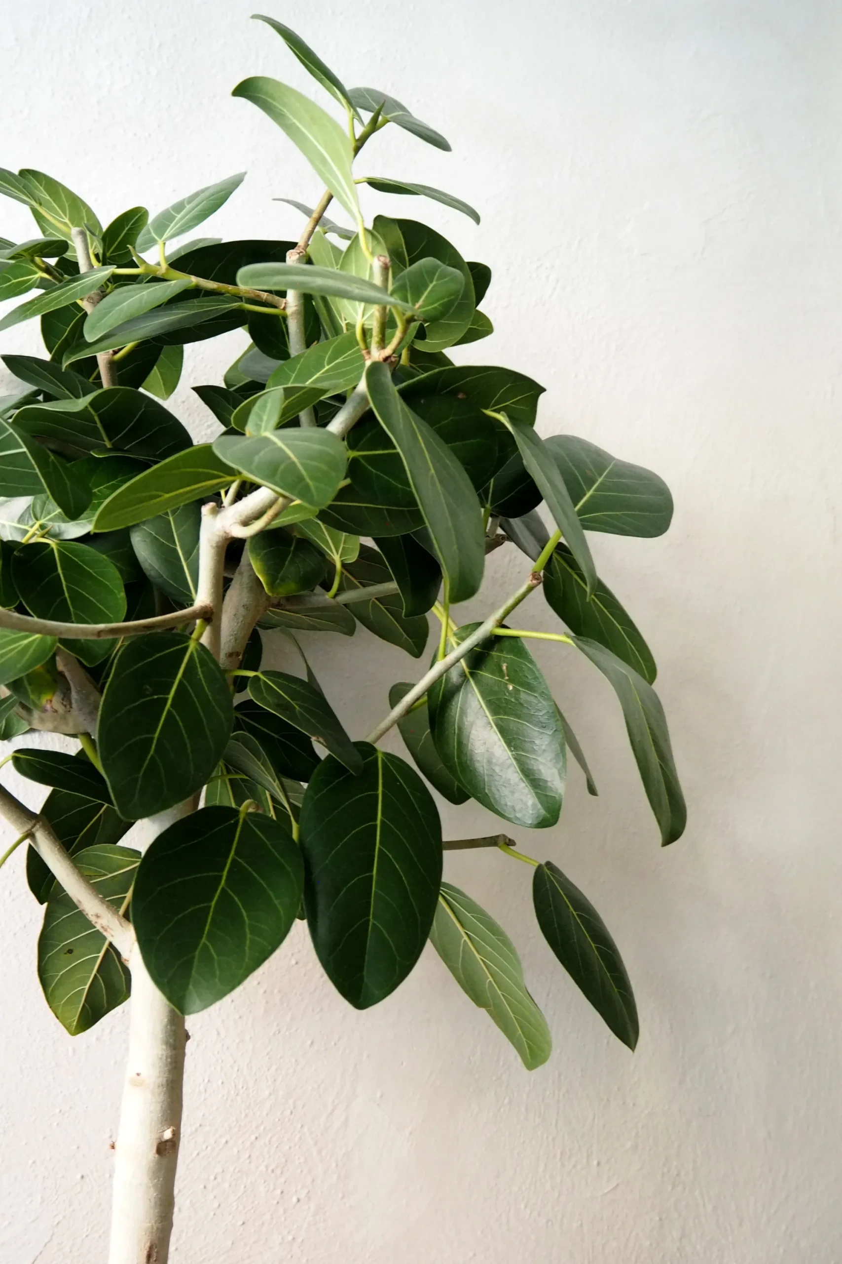 PLANT Ficus Audrey, stor Hot