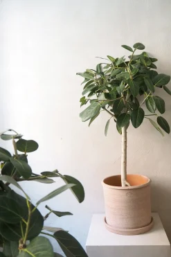 PLANT Ficus Audrey, stor Hot