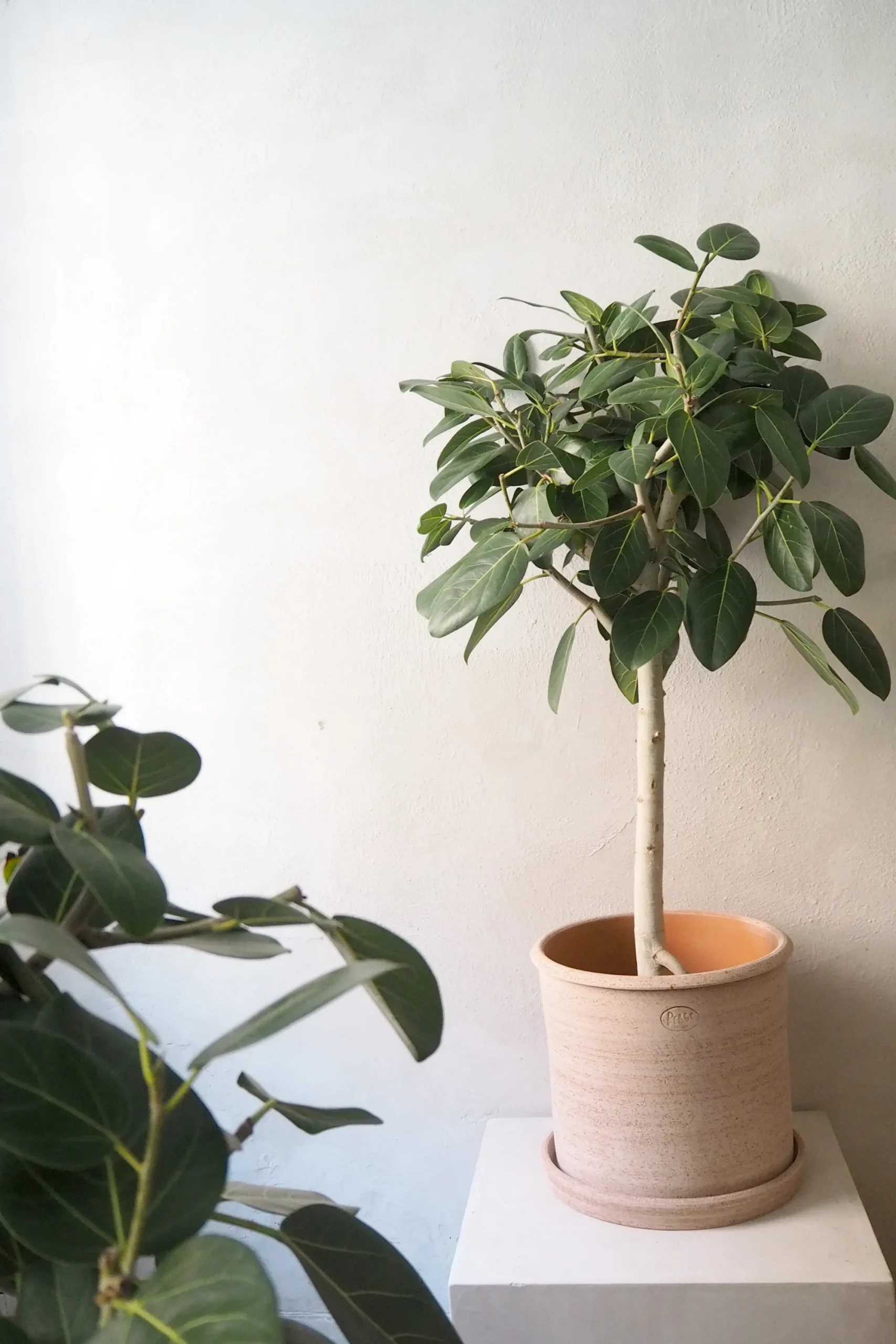PLANT Ficus Audrey, stor Hot