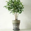 PLANT Ficus benjamina natasja Sale