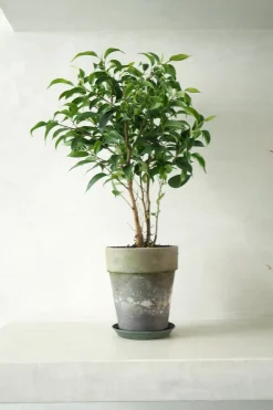 PLANT Ficus benjamina natasja Sale