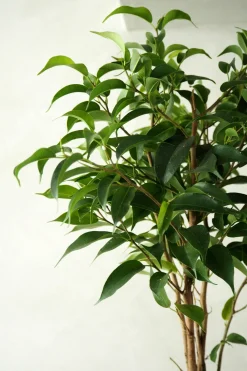 PLANT Ficus benjamina natasja Sale