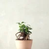 PLANT Ficus Bonsai Ginseng, lille Outlet