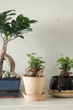 PLANT Ficus Bonsai Ginseng, lille Outlet