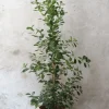 PLANT Ficus microcarpa moclame