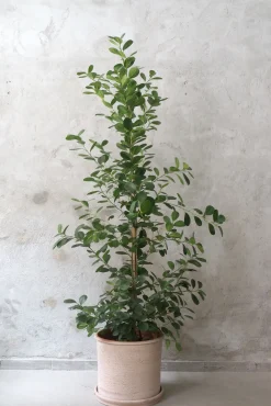 PLANT Ficus microcarpa moclame