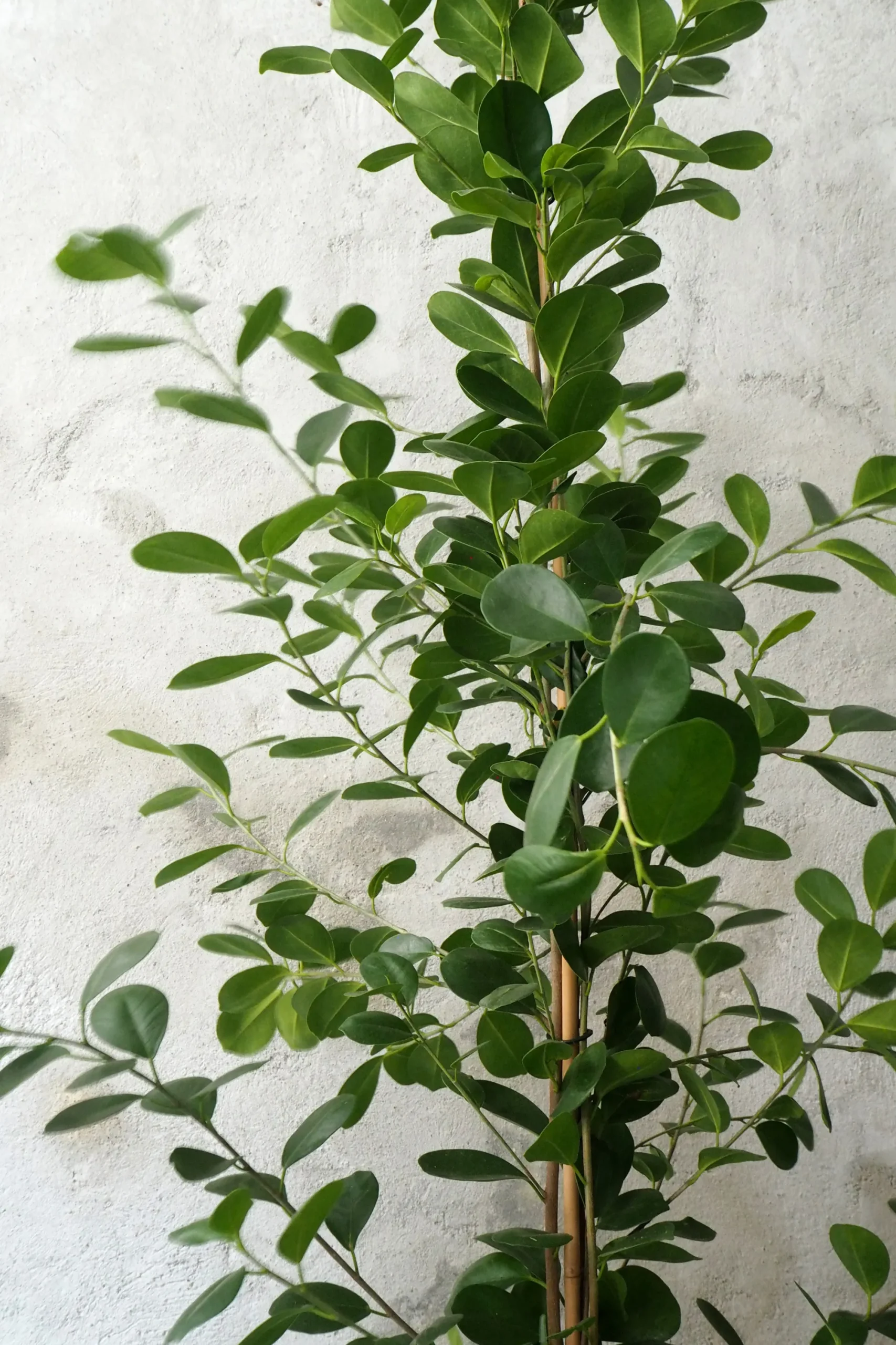 PLANT Ficus microcarpa moclame