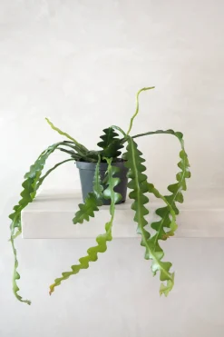 PLANT Fiskebenskaktus Clearance