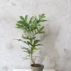 PLANT Flammetræ Clearance