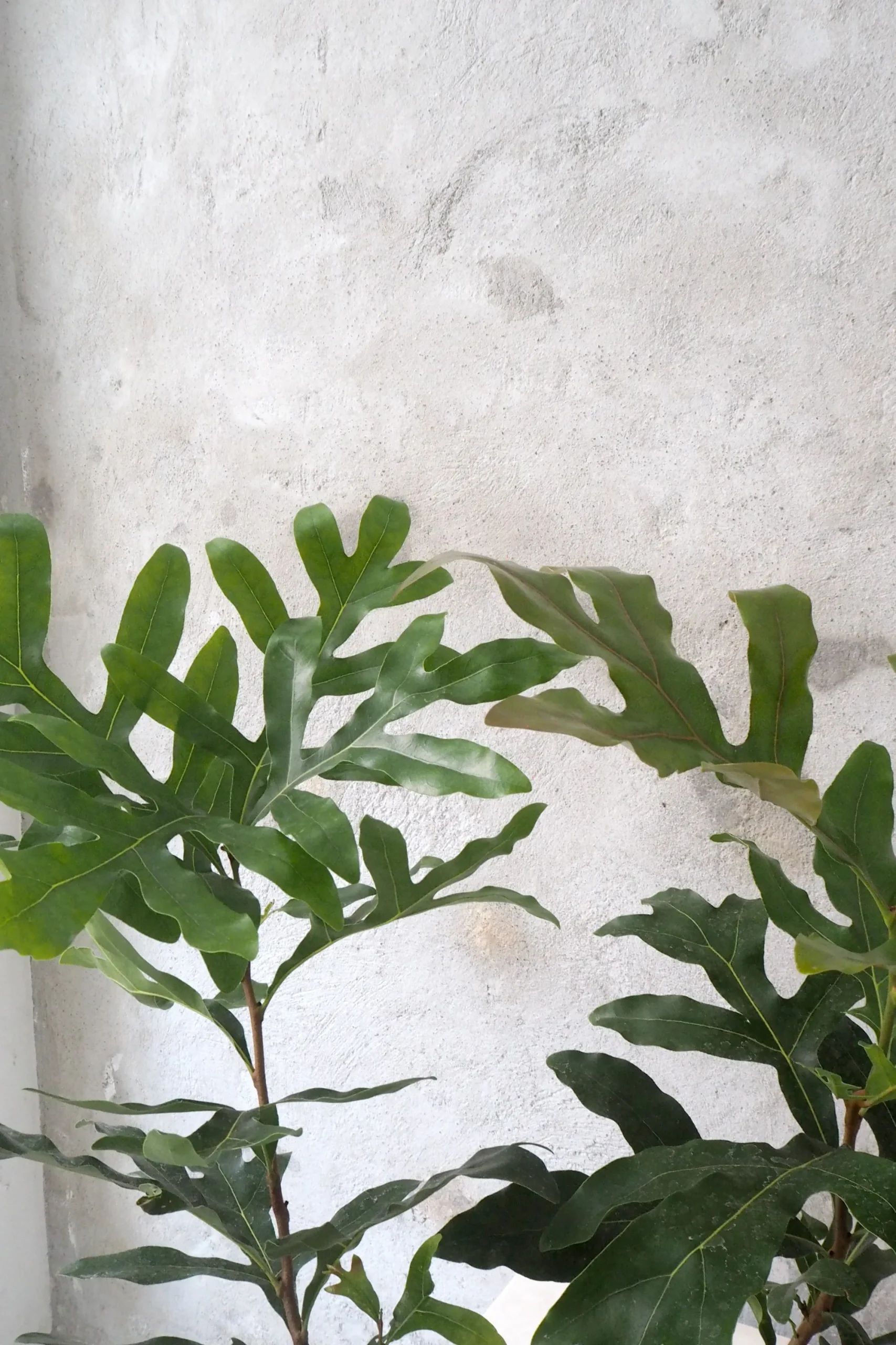 PLANT Flammetræ Clearance