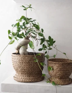 PLANT Flet krukke, stor Hot