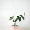 PLANT Fockea Edulis Sale