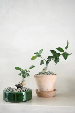 PLANT Fockea Edulis Sale
