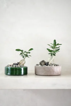 PLANT Fockea Edulis Sale