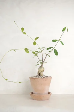 PLANT Fockea Edulis Sale
