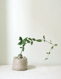 PLANT Fockea Edulis Sale