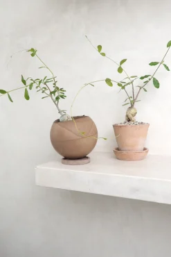 PLANT Fockea Edulis Sale