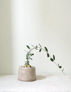 PLANT Fockea Edulis Sale
